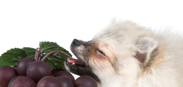 小狗呕吐应该吃什么？（宠物饮食健康一点也不能少，）