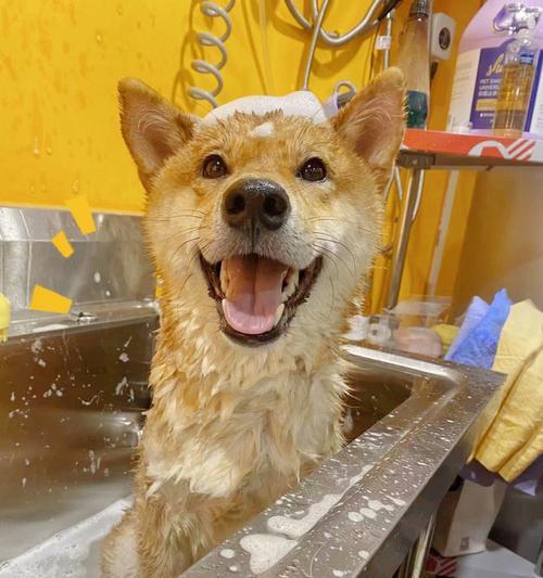 爱宠洗澡有讲究（以小狗一般洗个澡多少钱一个，让您的宠物健康美丽）