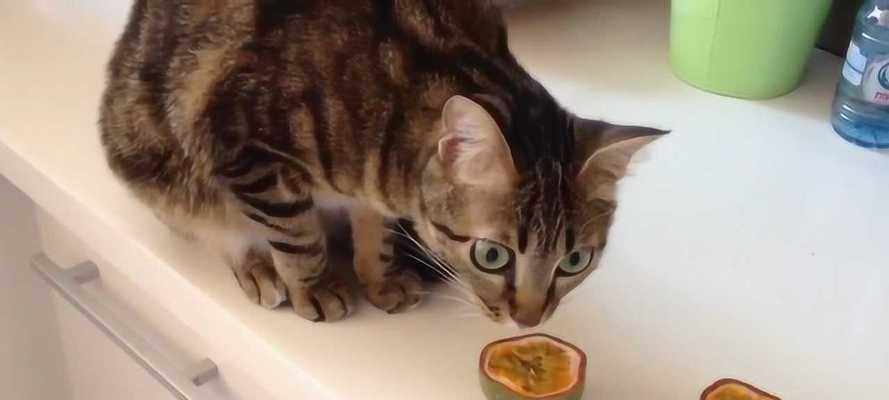 急救小猫被鱼刺卡住喉咙的方法（宠物医疗常识，小心食物中的危险）