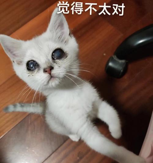 小猫拉出褐色稀屎，有哪些原因？（宠物小猫拉出异常大便的种种原因及应对方法）