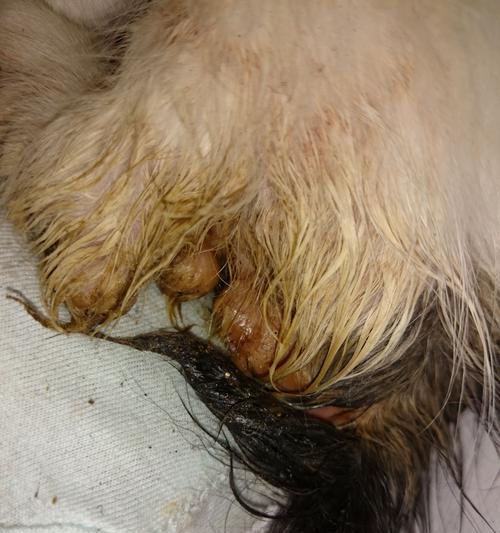 小猫拉稀不吃东西应急处理法（宠物医疗护理技巧，教你急救小猫拉稀）