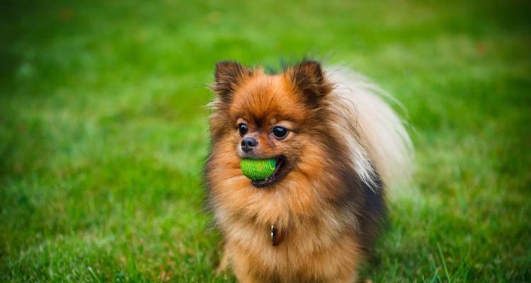 小型犬喂食量控制全攻略（以小型博美犬为例，掌握正确喂食方法）