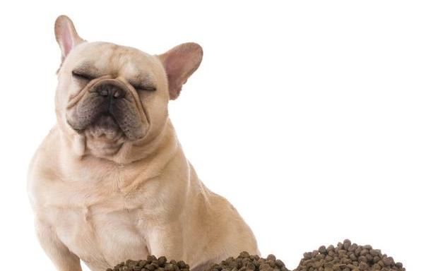 新手养狗必看！如何合理喂养一个多月大的小狗狗粮？（小狗狗需要的营养成分、饮食习惯、喂养频次以及饲养小贴士。）
