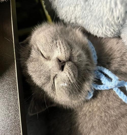 英短蓝猫不爱舔自己的原因及应对方法（如何让你的宠物英短蓝猫爱上自我清洁？）