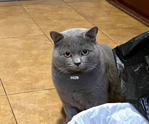 英短蓝猫不爱舔自己的原因及应对方法（如何让你的宠物英短蓝猫爱上自我清洁？）