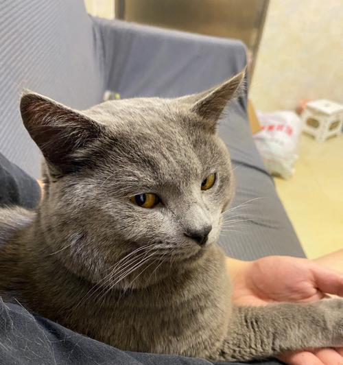 英短蓝猫不爱舔自己的原因及应对方法（如何让你的宠物英短蓝猫爱上自我清洁？）