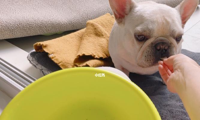 幼犬狗狗的每日饮食安排（合理喂养幼犬，让它健康成长）