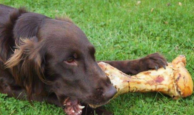 幼犬狗狗的每日饮食安排（合理喂养幼犬，让它健康成长）