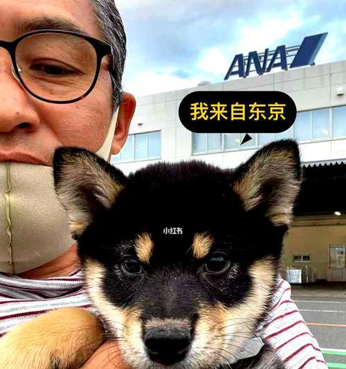 日本买柴犬价格及购买注意事项（一只宠物的价格与责任承担）