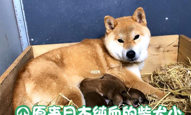 日本买柴犬价格及购买注意事项（一只宠物的价格与责任承担）