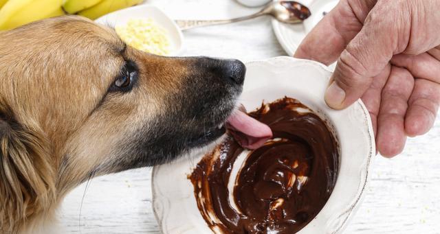 训练狗狗养成良好的饮食习惯（让爱宠在健康的饮食中茁壮成长）
