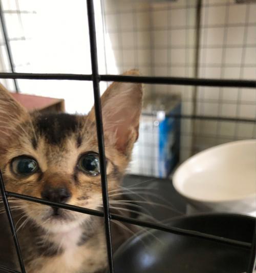 教你训练猫不去某个地方的方法（以宠物为主，轻松让猫咪遵守规矩）