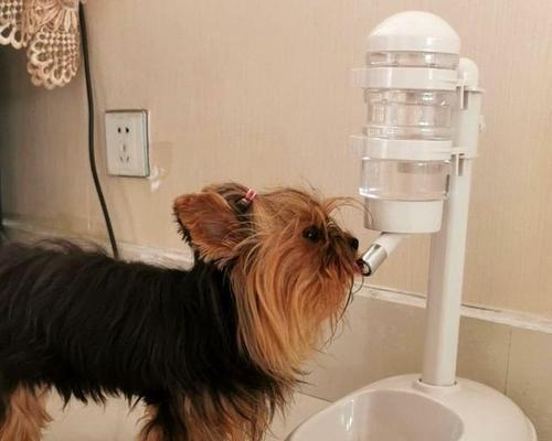 狗狗为什么喜欢在外面喝水？（探究宠物饮水偏好与行为习惯）