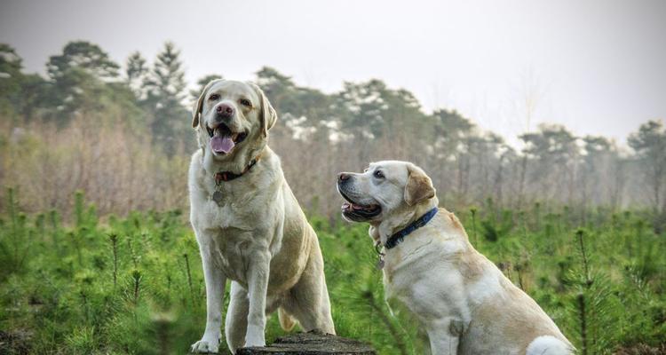 狗狗训练入门指南——什么时候开始训练你的宠物犬