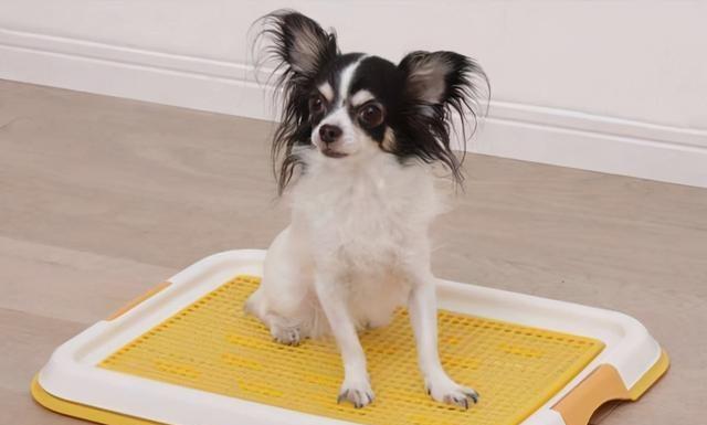 狗狗训练入门指南——什么时候开始训练你的宠物犬