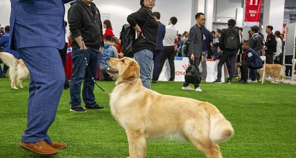 狗狗训练入门指南——什么时候开始训练你的宠物犬