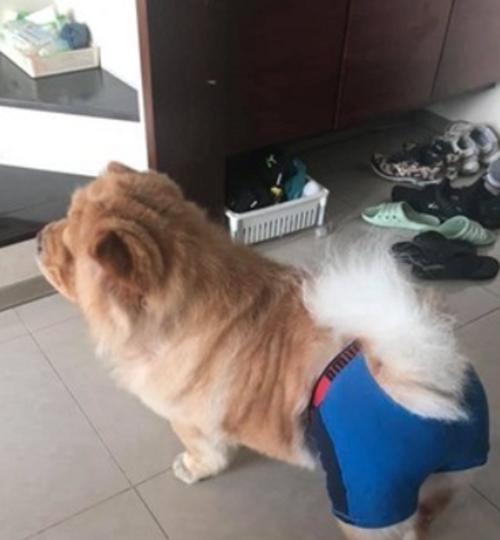 狗狗有月经怎么办？（安全用药方法探究）