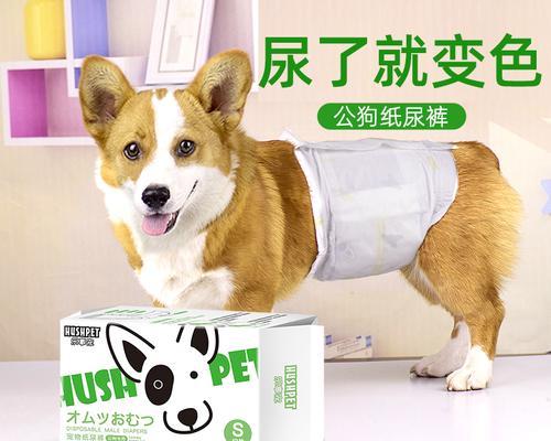 狗狗的正常排尿频率（一天几次是健康的标准？如何观察狗狗的排尿情况？）