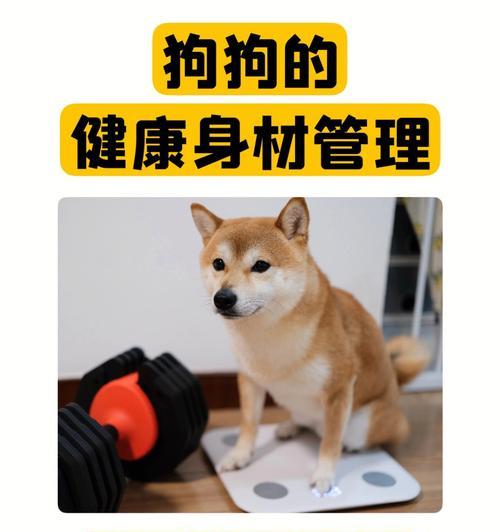 狗狗的正常排尿频率（一天几次是健康的标准？如何观察狗狗的排尿情况？）