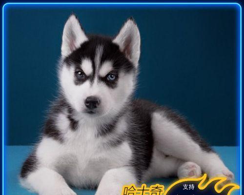 哈士奇幼犬排便频率解析（一天几次正常？如何控制排便频率？）