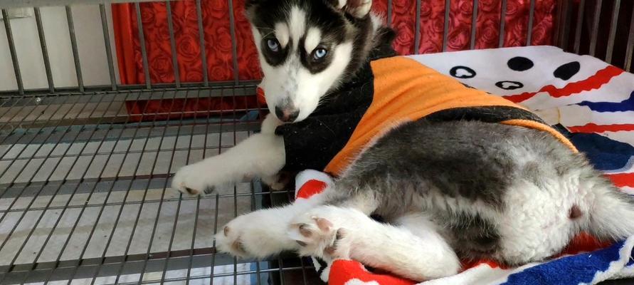 哈士奇幼犬排便频率解析（一天几次正常？如何控制排便频率？）
