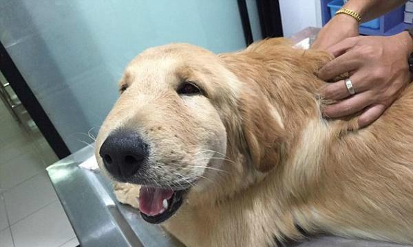 金毛狗眼睛肿了的原因和处理方法（宠物眼部肿胀的症状和预防措施）