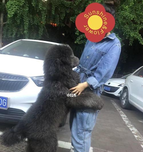 巨型贵宾犬幻犬的养护指南（从营养饮食到身体保健，全面呵护你的宠物）