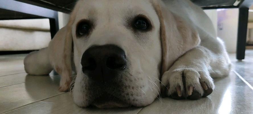 如何帮助拉布拉多犬解决甩耳朵的问题？（掌握正确的清耳方法与适当使用药物）