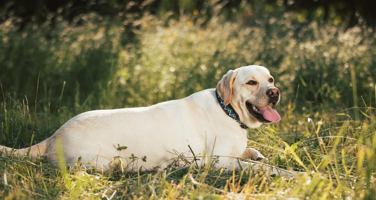 探秘拉布拉多犬的美食世界（一窥拉布拉多犬喜欢吃什么的秘密）