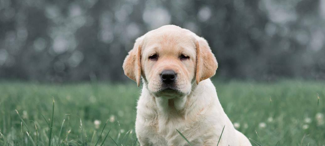 探秘拉布拉多犬的美食世界（一窥拉布拉多犬喜欢吃什么的秘密）