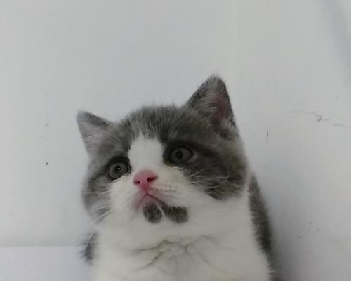 探究蓝猫为什么是灰色的奥秘（以宠物为主，解析蓝猫的颜色之谜）