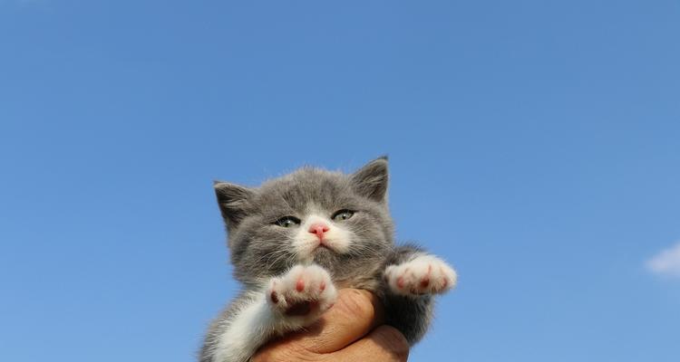 蓝色英国短毛猫价格大揭秘！（趁热打铁，了解一下这个可爱小家伙的价格吧！）