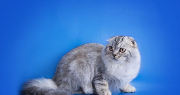 蓝色英国短毛猫价格大揭秘！（趁热打铁，了解一下这个可爱小家伙的价格吧！）
