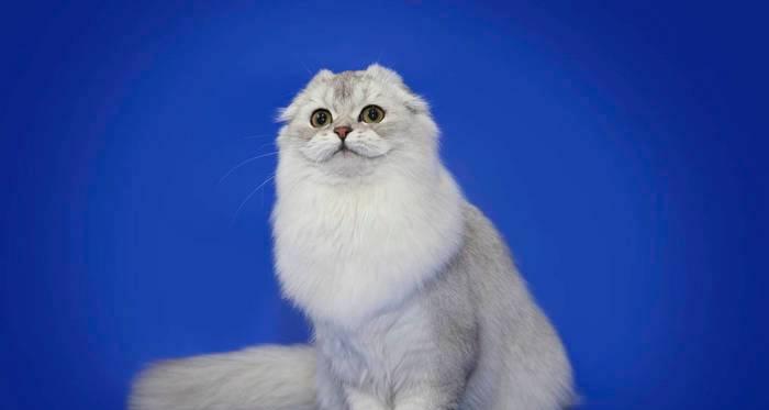 蓝色英国短毛猫价格大揭秘！（趁热打铁，了解一下这个可爱小家伙的价格吧！）