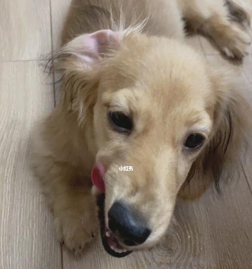 两个月大的狗狗可以吃苹果吗？（宠物营养需求、水果的益处和注意事项）