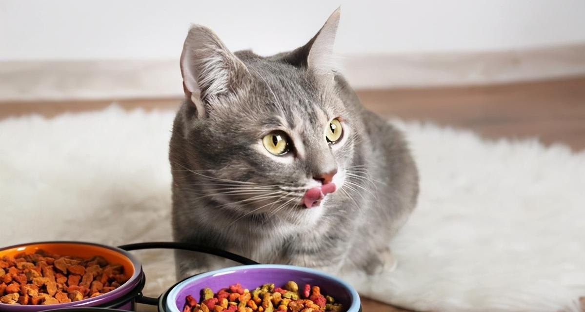 如何合理喂养两个月大的小猫（掌握每日饮食量，做宠物家长的负责任选择）