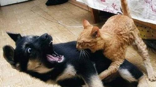 如何防止宠物狗打架（以两只宠物狗狗在打架为例，探讨防止狗狗打架的方法）