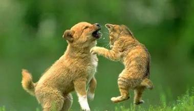 如何防止宠物狗打架（以两只宠物狗狗在打架为例，探讨防止狗狗打架的方法）
