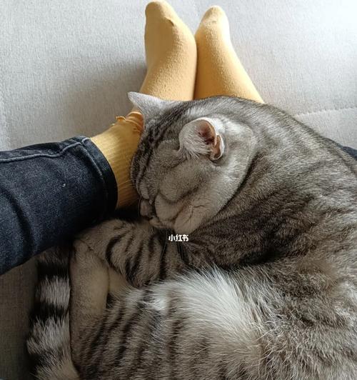 猫的第三方面——独立性（探讨猫的独立性特质及其在宠物生活中的作用）