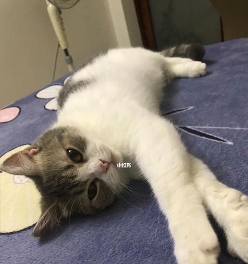 猫的第三方面——独立性（探讨猫的独立性特质及其在宠物生活中的作用）