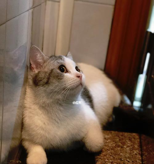 猫的第三方面——独立性（探讨猫的独立性特质及其在宠物生活中的作用）