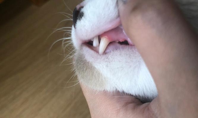 宠物猫牙长不好怎么办？（推荐药品与食物调理，）