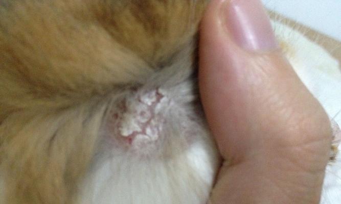 猫咪眼睛真菌感染：照顾宠物眼部健康的有效方法