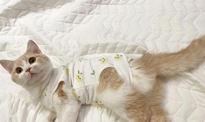 猫咪不绝育会影响泌尿健康吗？（宠物爱护，从绝育开始；影响因素及对策分析）