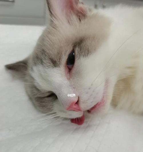猫咪不绝育会影响泌尿健康吗？（宠物爱护，从绝育开始；影响因素及对策分析）