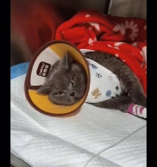 猫咪不绝育会影响泌尿健康吗？（宠物爱护，从绝育开始；影响因素及对策分析）