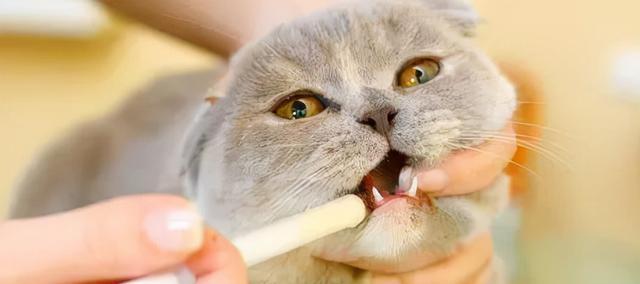 猫咪尿道炎的症状与预防（如何识别猫咪尿道炎并预防其发生）
