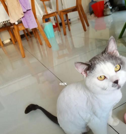 猫咪剃毛后新毛会长出多久？（了解猫咪剃毛后新毛的生长周期和护理方法，让爱宠更健康）