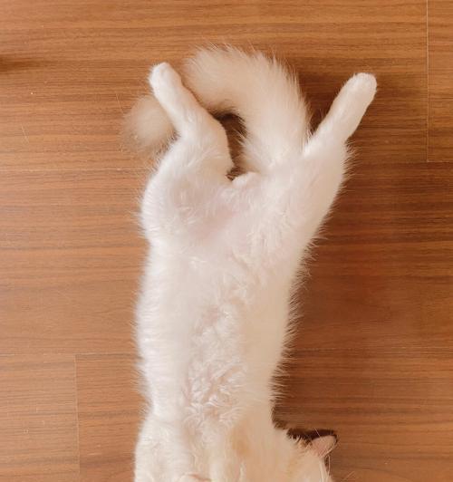 猫咪剃毛后新毛会长出多久？（了解猫咪剃毛后新毛的生长周期和护理方法，让爱宠更健康）