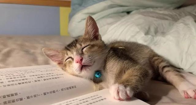 猫咪必须和人睡觉的原因（探究猫咪依赖人类陪伴的心理和健康需求）